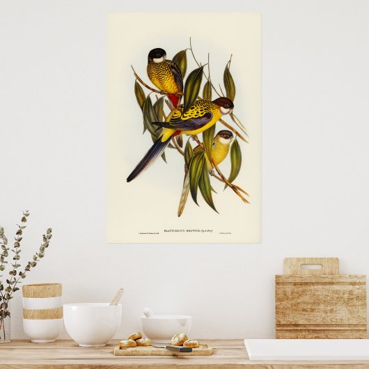 Brown's Parakeet von Elizabeth Gould Poster (Küche)