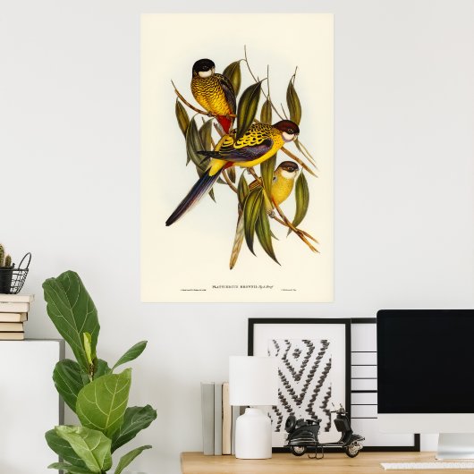 Brown's Parakeet von Elizabeth Gould Poster (Heimbüro)