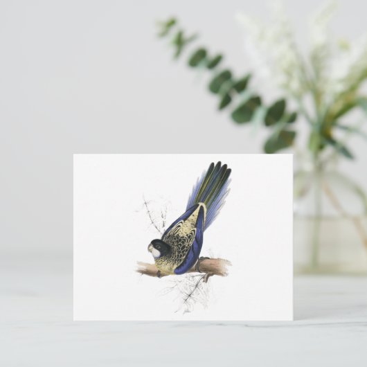 Brown's Parrakeet von Edward Lear Postkarte (Stehend Vorderseite)
