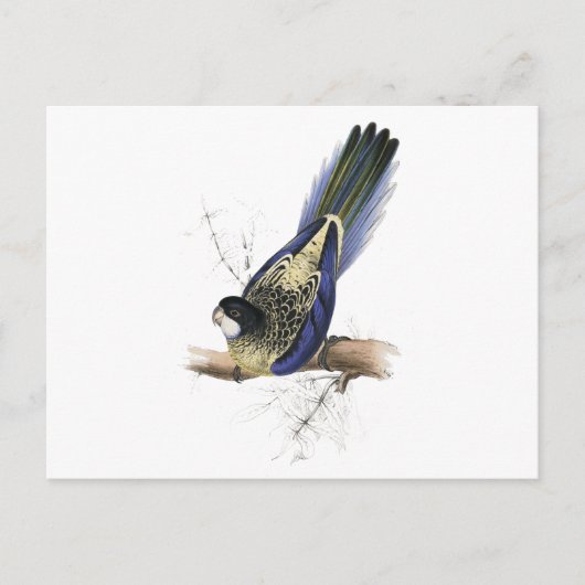 Brown's Parrakeet von Edward Lear Postkarte (Vorderseite)
