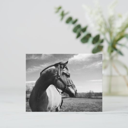 Brownstead Stallion Postkarte (Stehend Vorderseite)