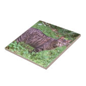 Browntabby-Katze draußen Fliese (Seite)