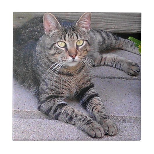 Browntabby-Katze draußen Fliese (Vorderseite)