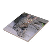 Browntabby-Katze draußen Fliese (Seite)