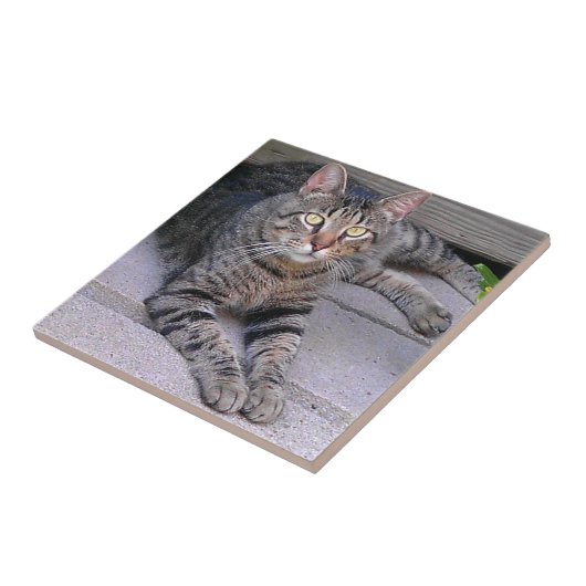 Browntabby-Katze draußen Fliese (Seite)