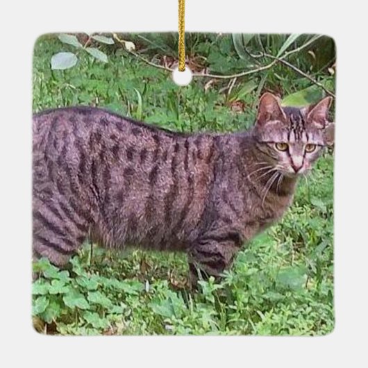 Browntabby-Katze draußen Keramikornament (Rückseite)