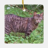 Browntabby-Katze draußen Keramikornament (Vorderseite)