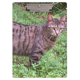 Browntabby-Katze draußen Klemmbrett