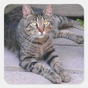 Browntabby-Katze draußen Quadratischer Aufkleber