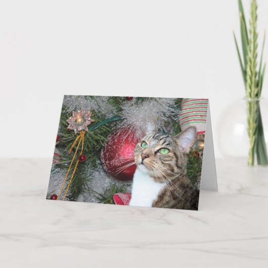 Browntabby mit weißem Weihnachten (Vorderseite)
