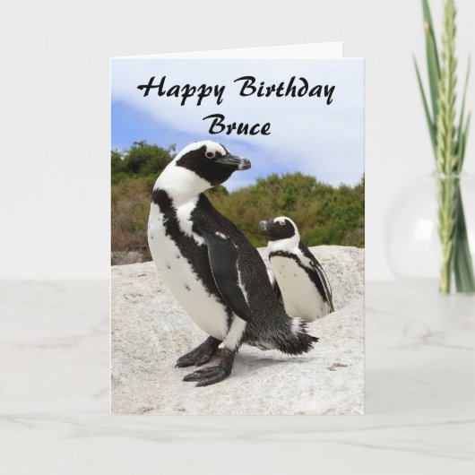 Bruce Happy Birthday African Penguins Spaß Card Karte (Vorderseite)