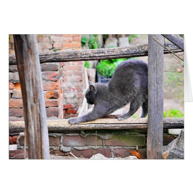 Bruchkatze (Vorderseite (Horizontal))