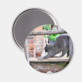 Bruchkatze Magnet (Vorderseite/Rückseite)
