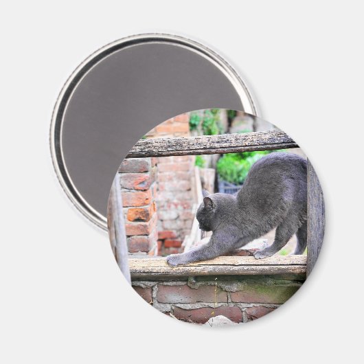 Bruchkatze Magnet (Vorderseite/Rückseite)