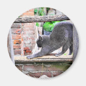 Bruchkatze Magnet (Vorne)