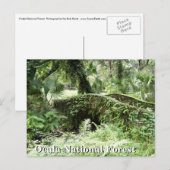 Brücke im Ocala National Forest Florida Postkarte (Vorne/Hinten)