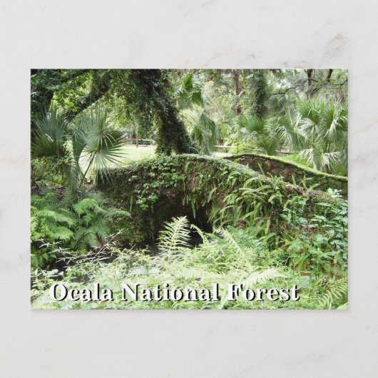 Brücke im Ocala National Forest Florida Postkarte (Vorderseite)