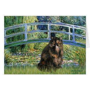 Brücke - Perserkatze in Calico-Färbung
