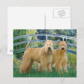 Brücke - Zwei Wheaten Terriers Postkarte (Vorne/Hinten)