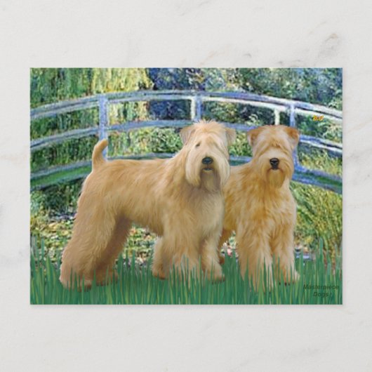 Brücke - Zwei Wheaten Terriers Postkarte (Vorderseite)
