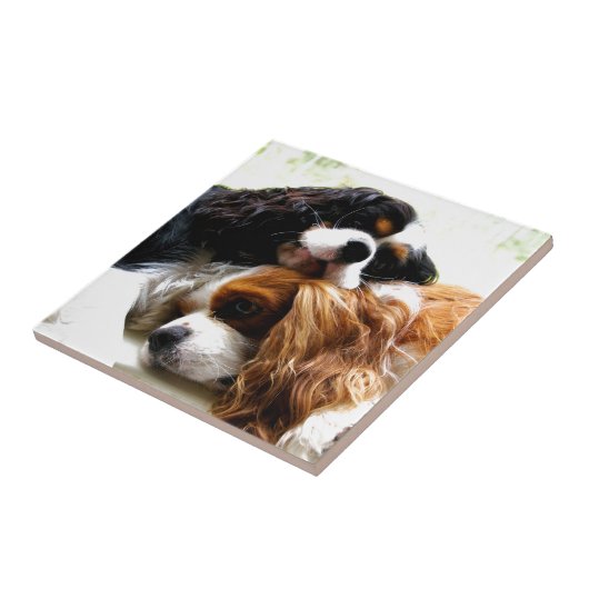 Bruder-Kavaliere Fliese (Seite)