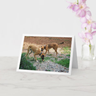Bruder und Schwester, Dog Portrait Karte
