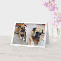Bruder und Schwester, Dog Portrait