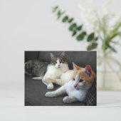 Bruder- und Schwester-Kätzchen Postkarte (Stehend Vorderseite)
