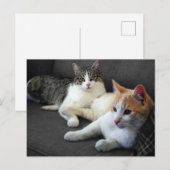 Bruder- und Schwester-Kätzchen Postkarte (Vorne/Hinten)