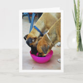 Bruder und Schwester trinken zusammen, Dog Portrai Karte (Vorderseite)