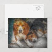 Brüderliche Beagles Postkarte (Vorne/Hinten)