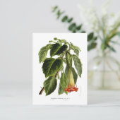Brugmansia sanguinea (Engel-Trompete) Postkarte (Stehend Vorderseite)