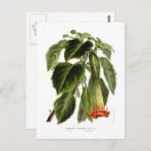 Brugmansia sanguinea (Engel-Trompete) Postkarte (Vorne/Hinten)