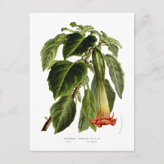 Brugmansia sanguinea (Engel-Trompete) Postkarte