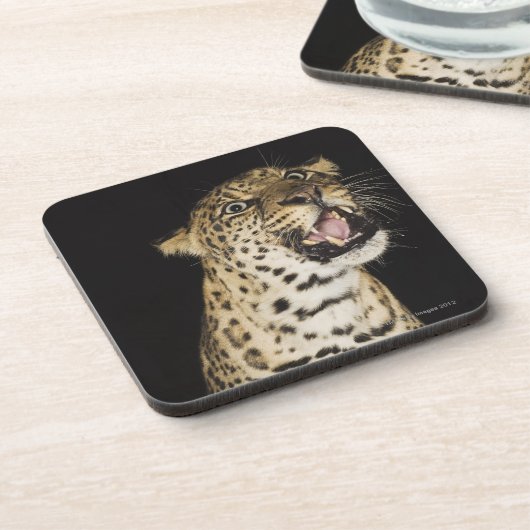 Brüllender Leopard Untersetzer (Linke Seite)