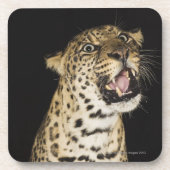Brüllender Leopard Untersetzer (Vorderseite)