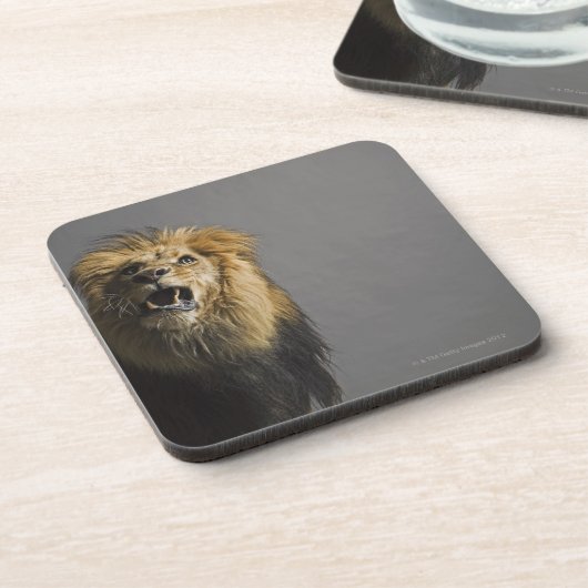 Brüllender Löwe Getränkeuntersetzer (Linke Seite)