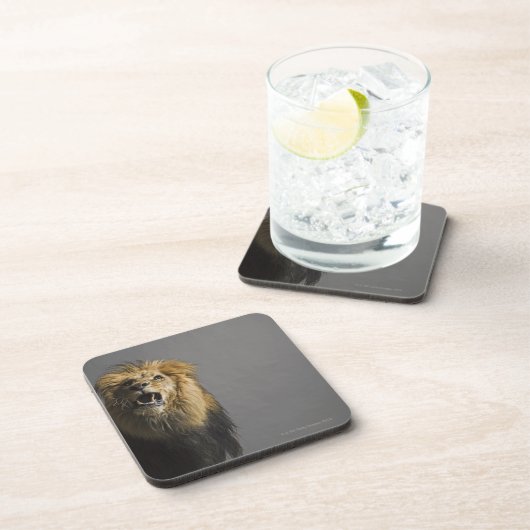 Brüllender Löwe Getränkeuntersetzer (Rechte Seite)