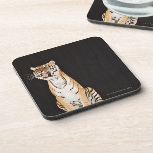Brüllender Tiger Getränkeuntersetzer (Linke Seite)