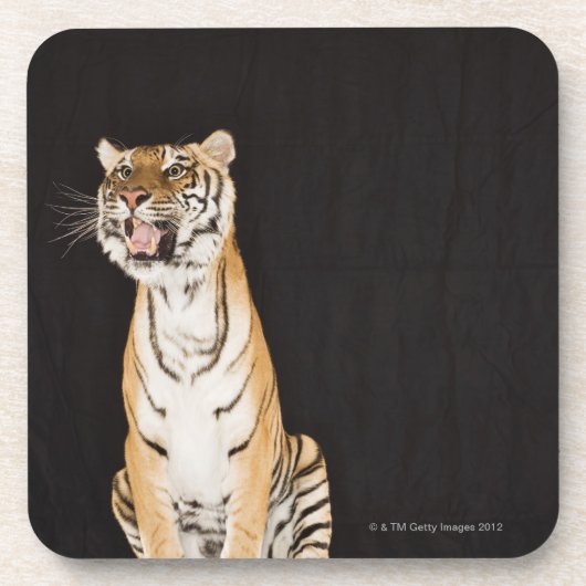 Brüllender Tiger Getränkeuntersetzer (Vorderseite)