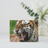 Brüllender Tiger Postkarte (Stehend Vorderseite)