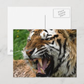 Brüllender Tiger Postkarte (Vorne/Hinten)