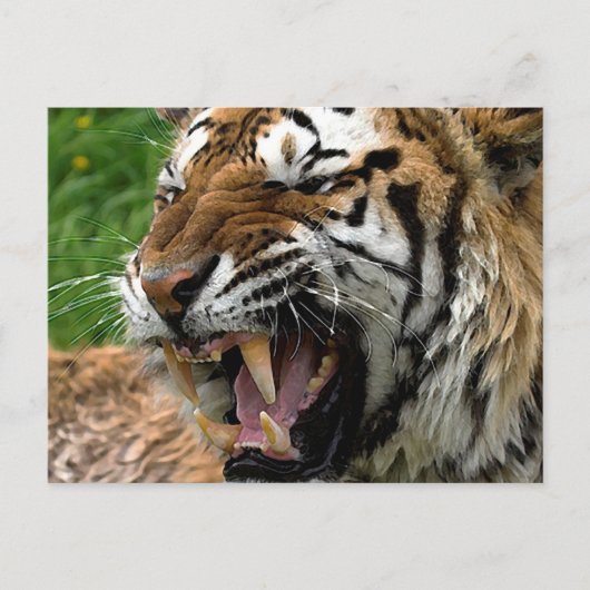 Brüllender Tiger Postkarte (Vorderseite)