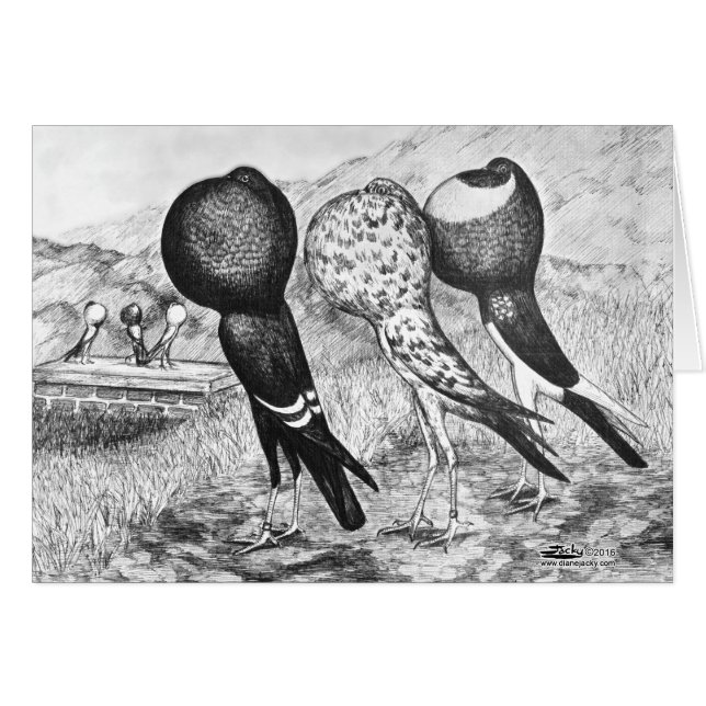 Brunner Pouter Tauben (Vorderseite (Horizontal))