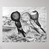 Brunner Pouter Tauben Poster (Vorne)