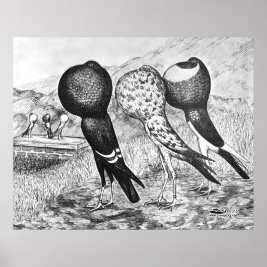 Brunner Pouter Tauben Poster (Vorne)