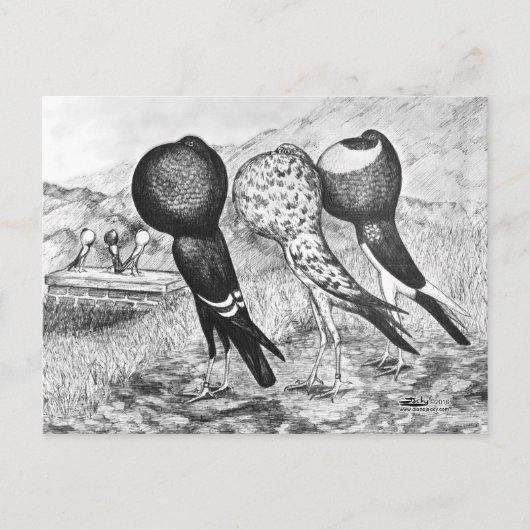 Brunner Pouter Tauben Postkarte (Vorderseite)