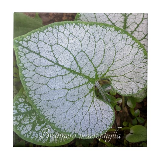 Brunnera Macrophylla Pflanze Leaf Floral Fliese (Vorderseite)