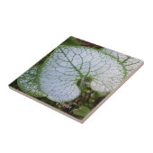 Brunnera Macrophylla Pflanze Leaf Floral Fliese (Seite)