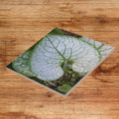 Brunnera Macrophylla Pflanze Leaf Floral Fliese